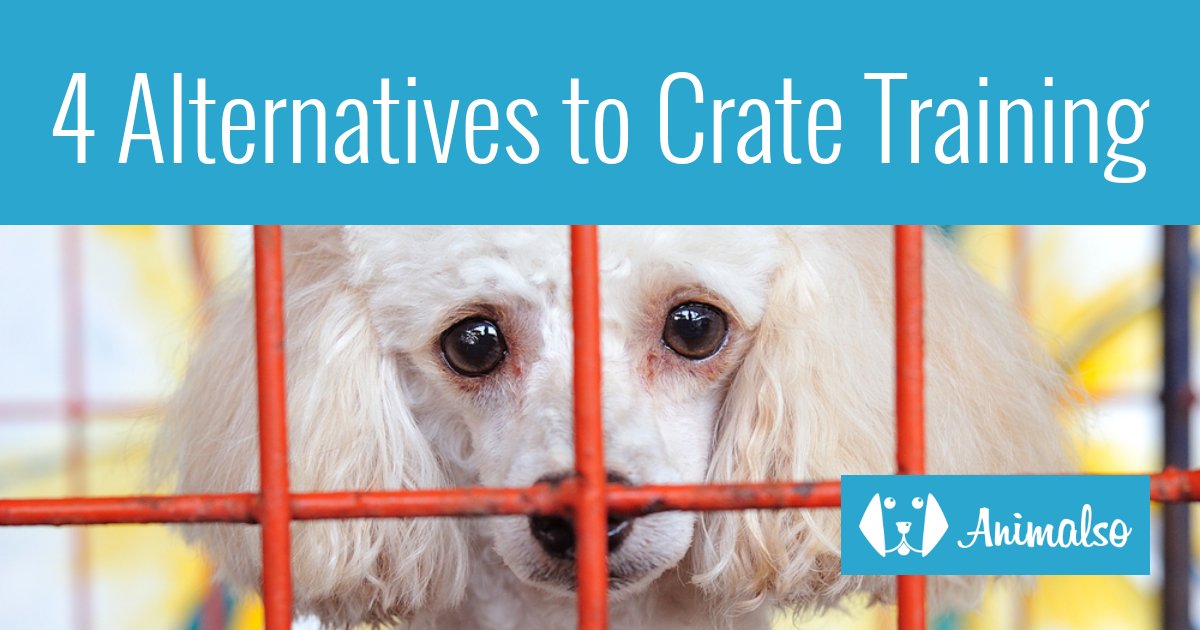 4 Alternatives To Crate Training a Dog - Animalso