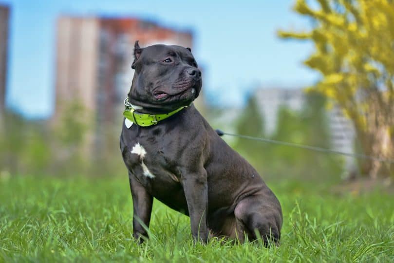 Breed American Bully, 9 months old puppy