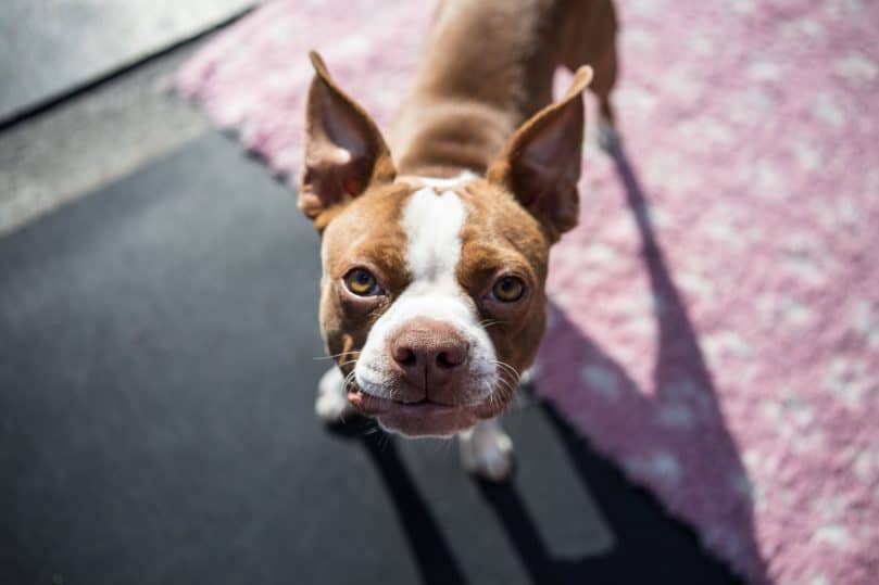 Portrait of Boston Terrier