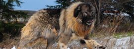Portrait of Shepherd of the caucasus dog.