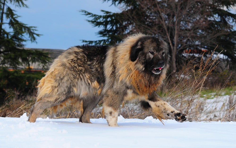 russian mountain dog
