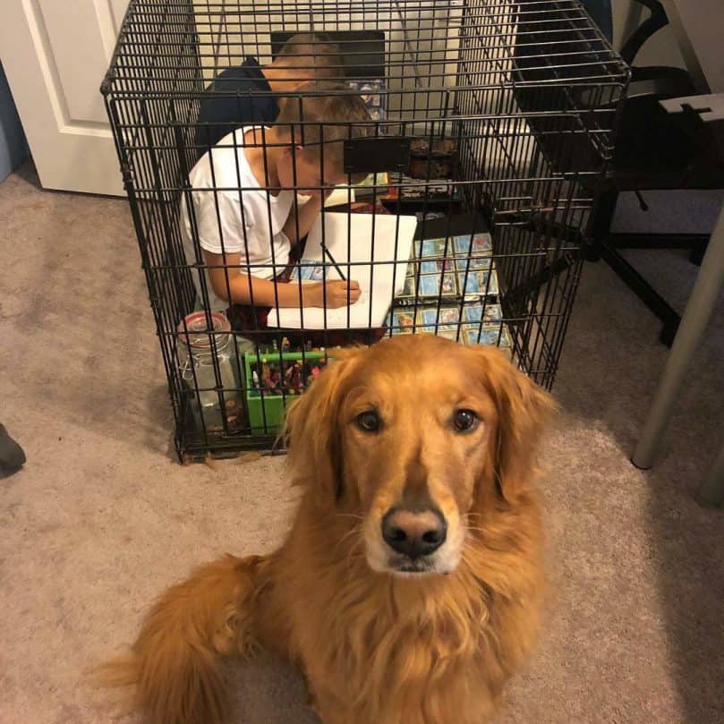 how to leave dog out of crate