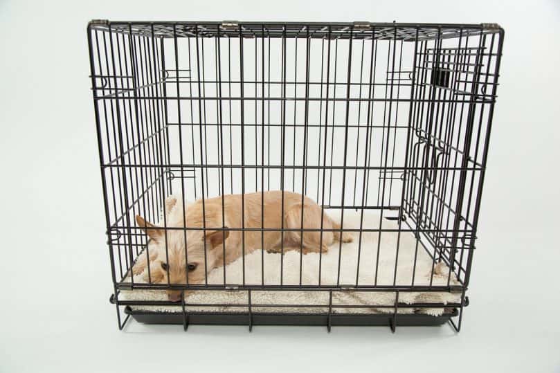 Dog laying inside a crate