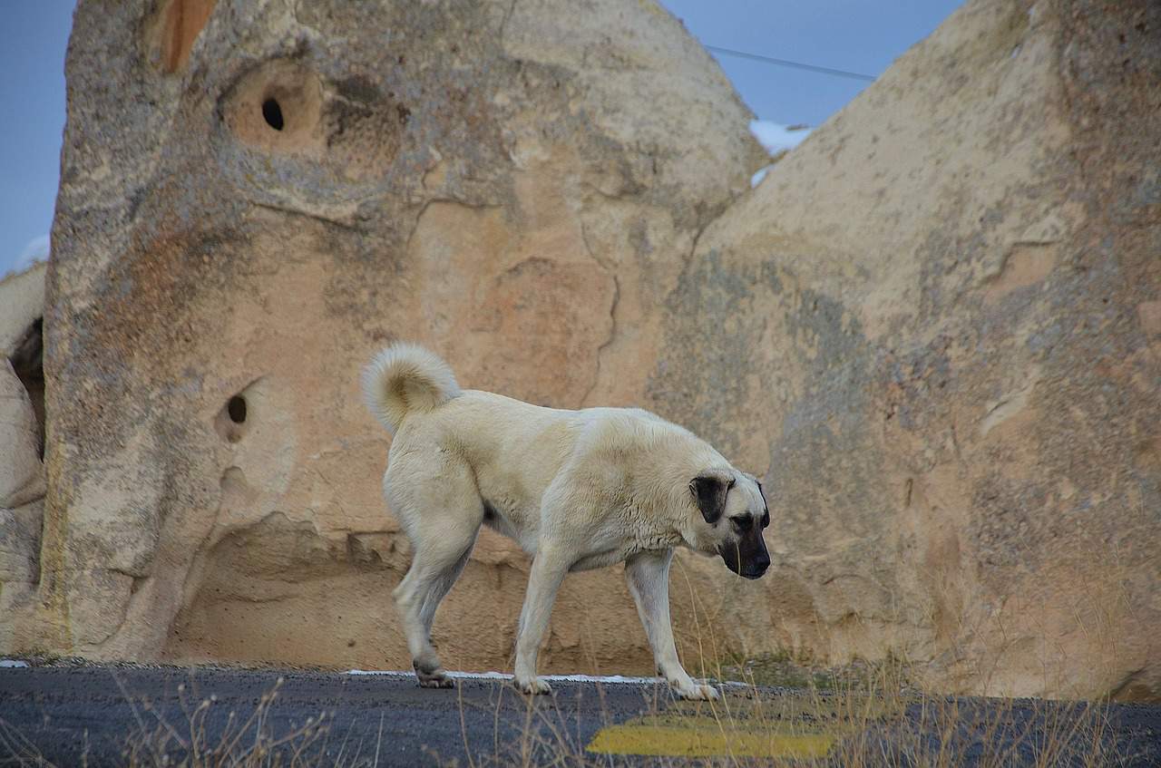 Everything You Need to Know About the Kangal Animalso