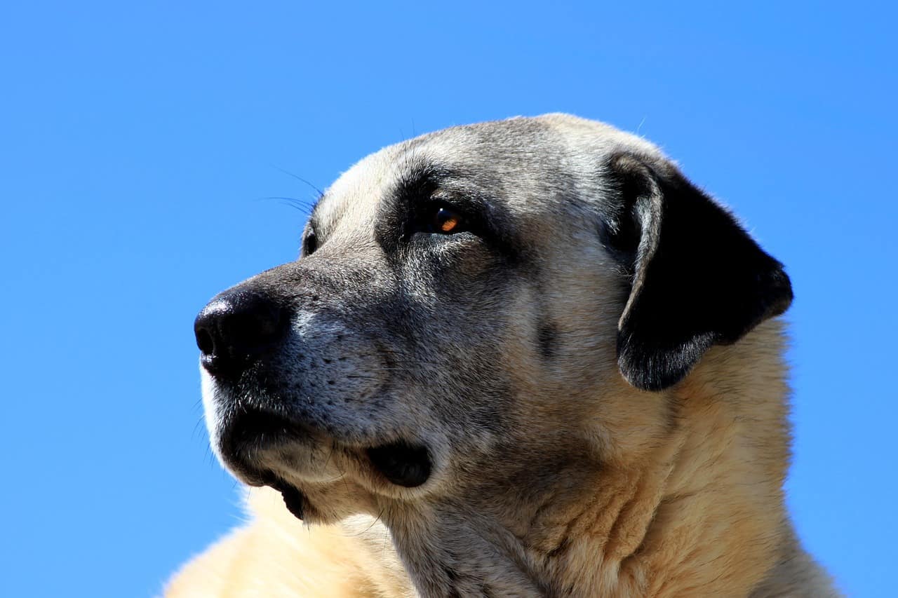 Everything You Need to Know About the Kangal - Animalso