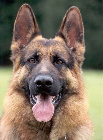 15 Things To Consider Before You Choose A King Shepherd Animalso