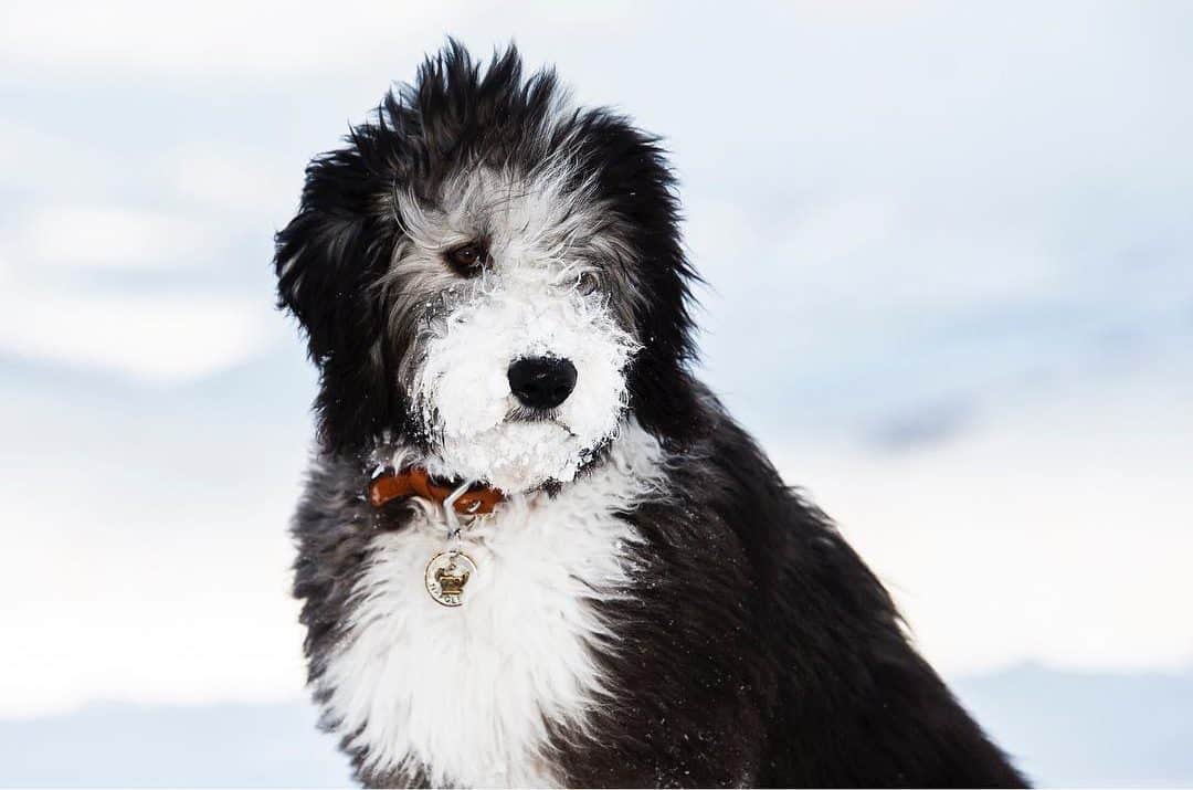 11 Things You Have To Know Before Owning A Sheepadoodle - Animalso