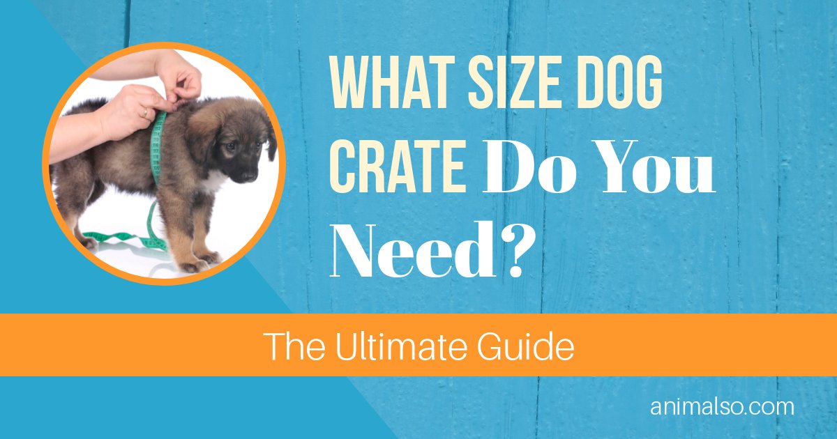 dog crate sizes by breed
