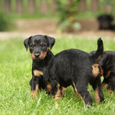 13 Things You Need to Know about the Jagdterrier (the Fearless Little ...