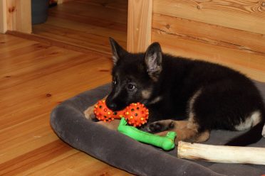 German Shepherd puppy in bed with chew toys