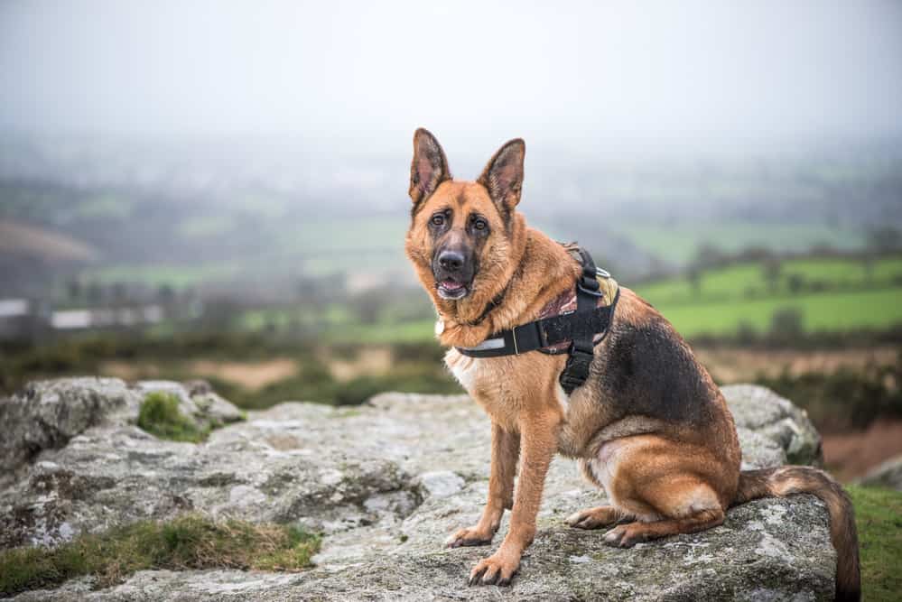 German shepherd clearance off leash training