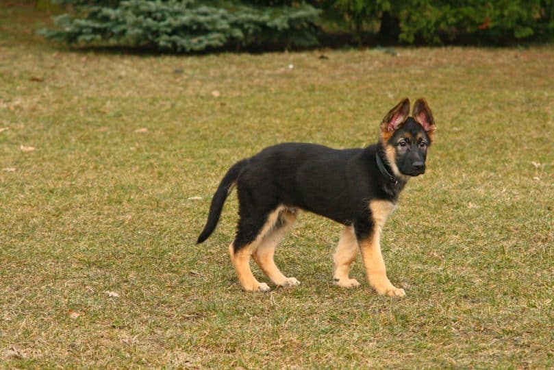 German Shepherd puppy outside
