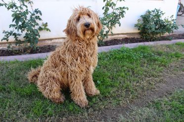 plejeforældre anden Lao 7 Things to Know Before Buying a Labradoodle - Animalso