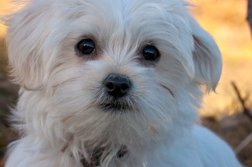 Close up of a Maltese