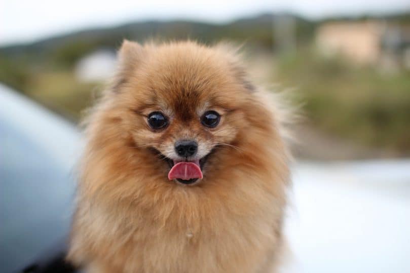 Pomeranian with tongue out
