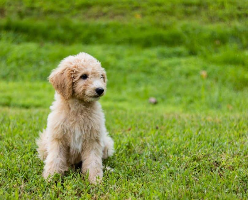 Goldendoodle puppy sitting in the grass