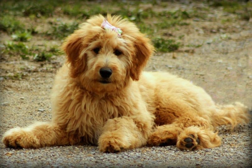 Cute Goldendoodle laying on gravel