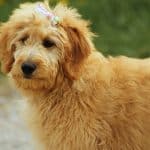 Goldendoodle with hair bow