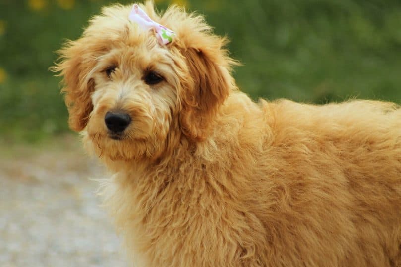 Goldendoodle with hair bow