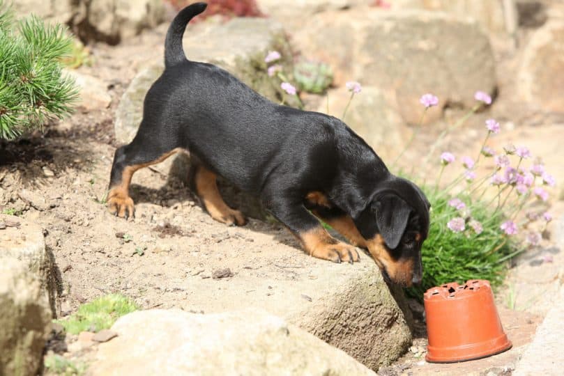 Beautiful puppy of German Hunting Terrier in the garden