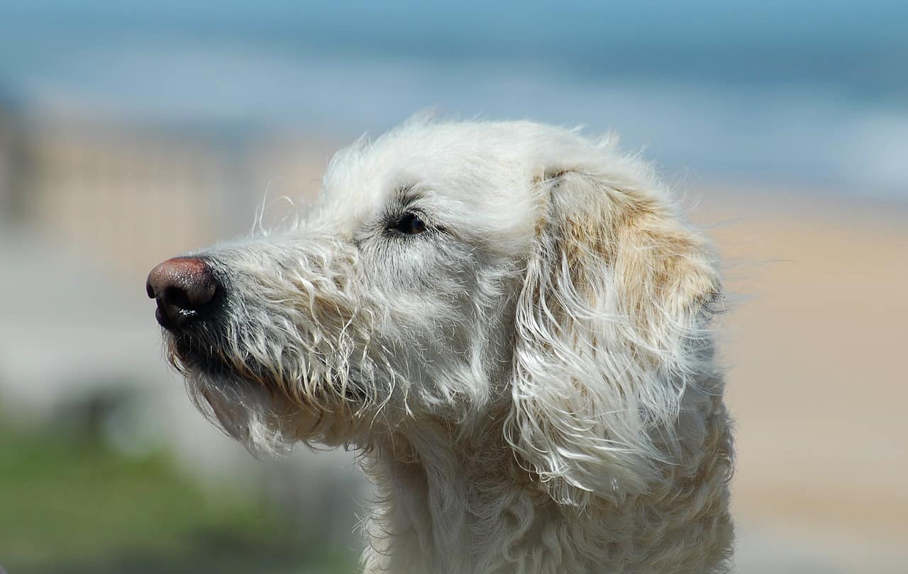 7 Things to Know Before Buying a Labradoodle - Animalso