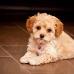 Maltipoo puppy laying down