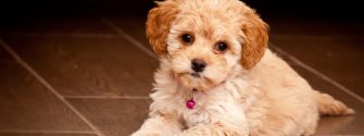 Maltipoo puppy laying down