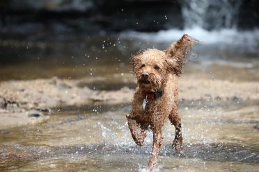 A poodle splashing in a stream
