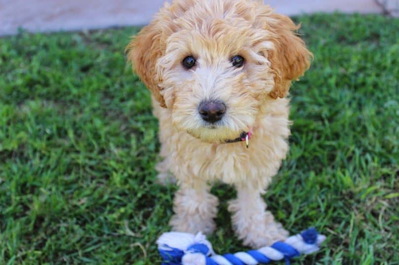 Cute Labradoodle puppy with toy
