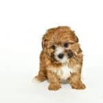 Very cute yorkie-Poo puppy on a white background