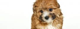 Very cute yorkie-Poo puppy on a white background