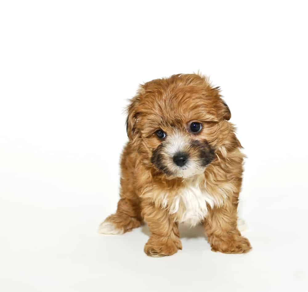 toy poodle x yorkshire terrier