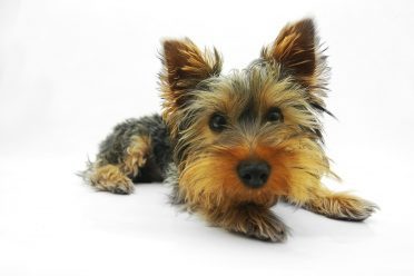 Close up of a Yorkshire Terrier