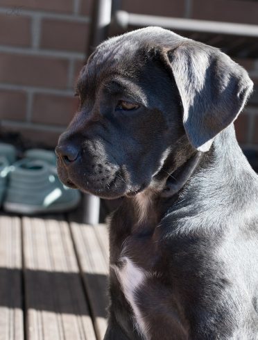 Portrait of Cane Corso dog