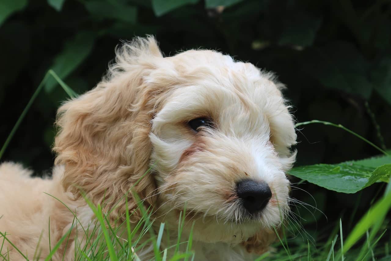 trained cockapoo for sale
