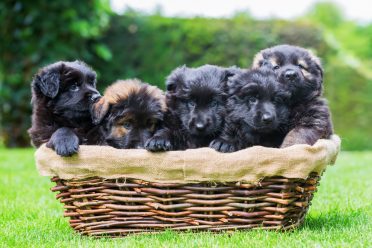 German shepherd puppies in a basket