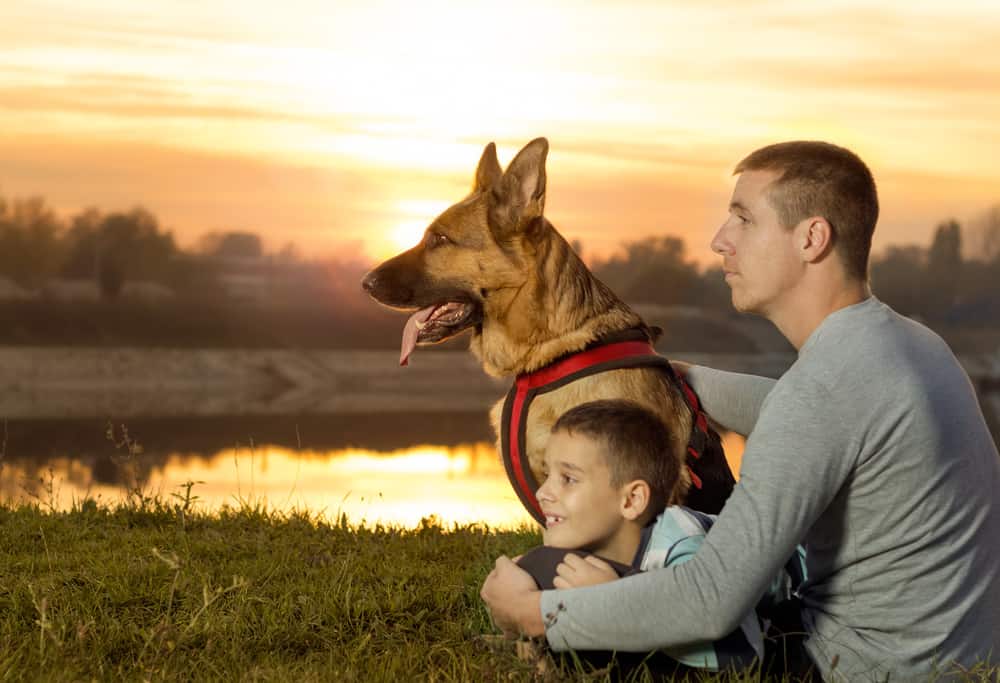 are german shepherds good for disability