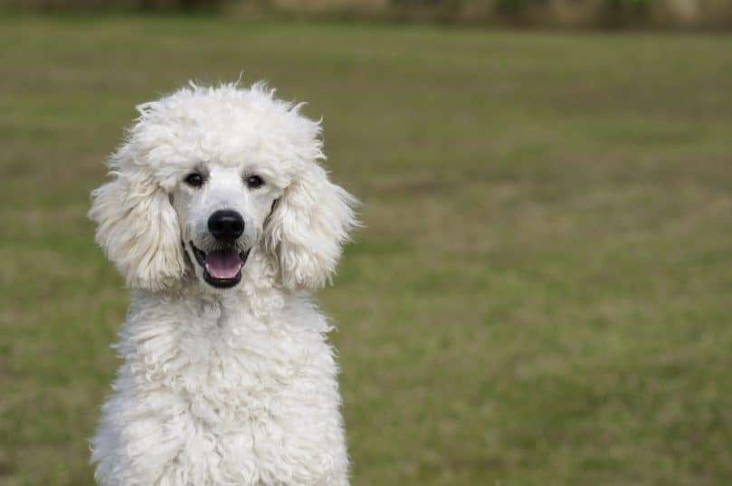 Poodle sitting in grass