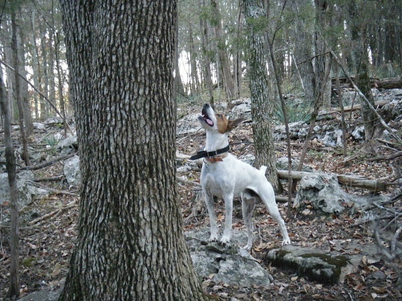 A Feist dog barks up a tree