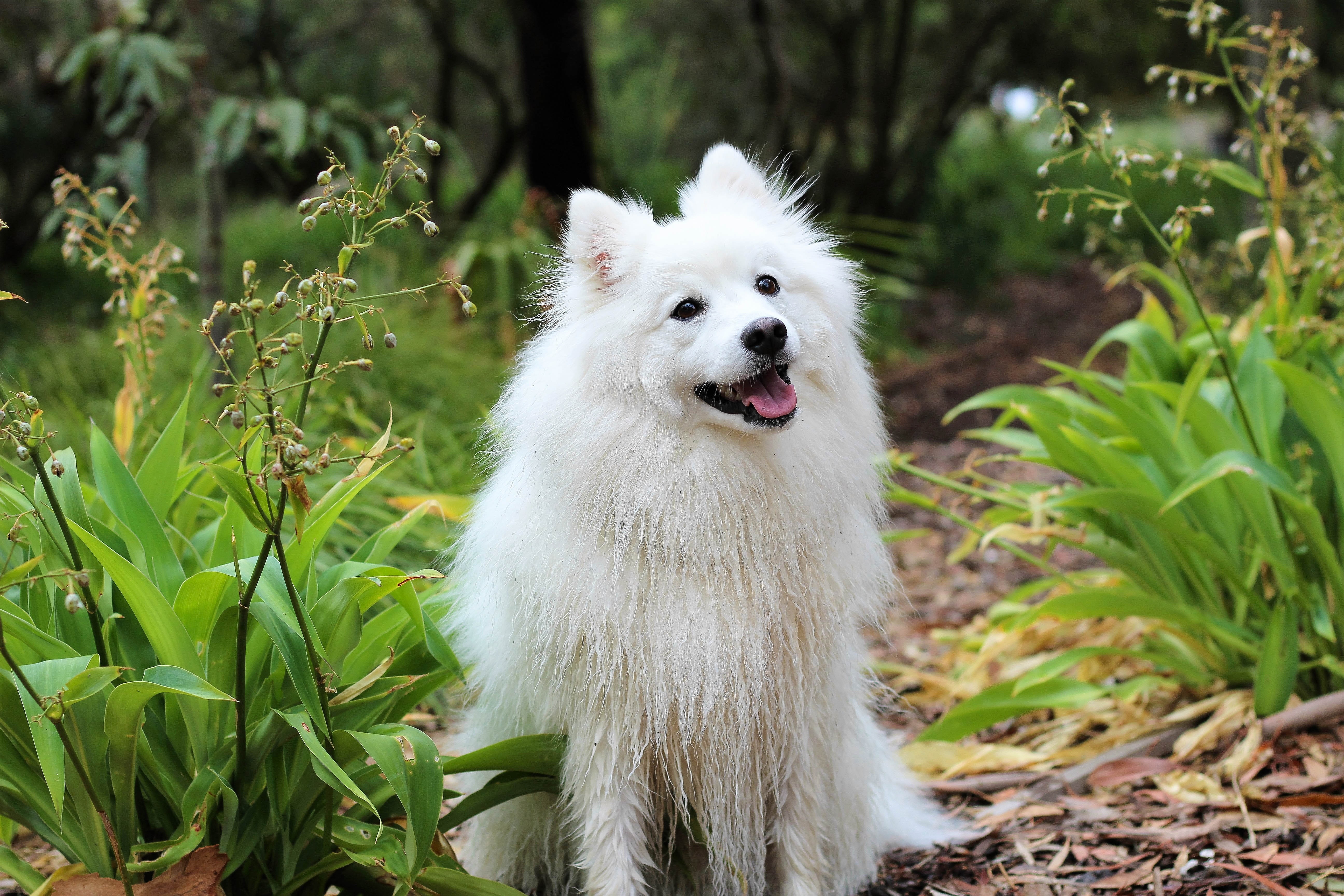 Get To Know The Japanese Spitz A Devoted Affectionate Companion Animalso