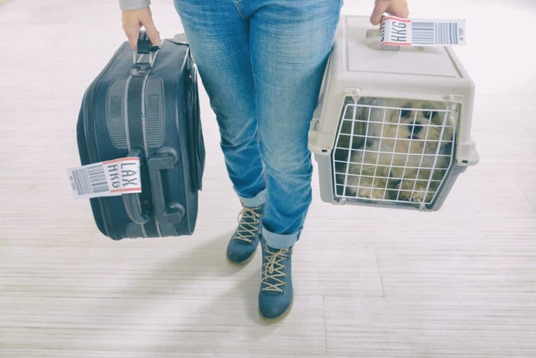 Best 10 Airline Approved Pet Carriers and Crates for 2022 Animalso