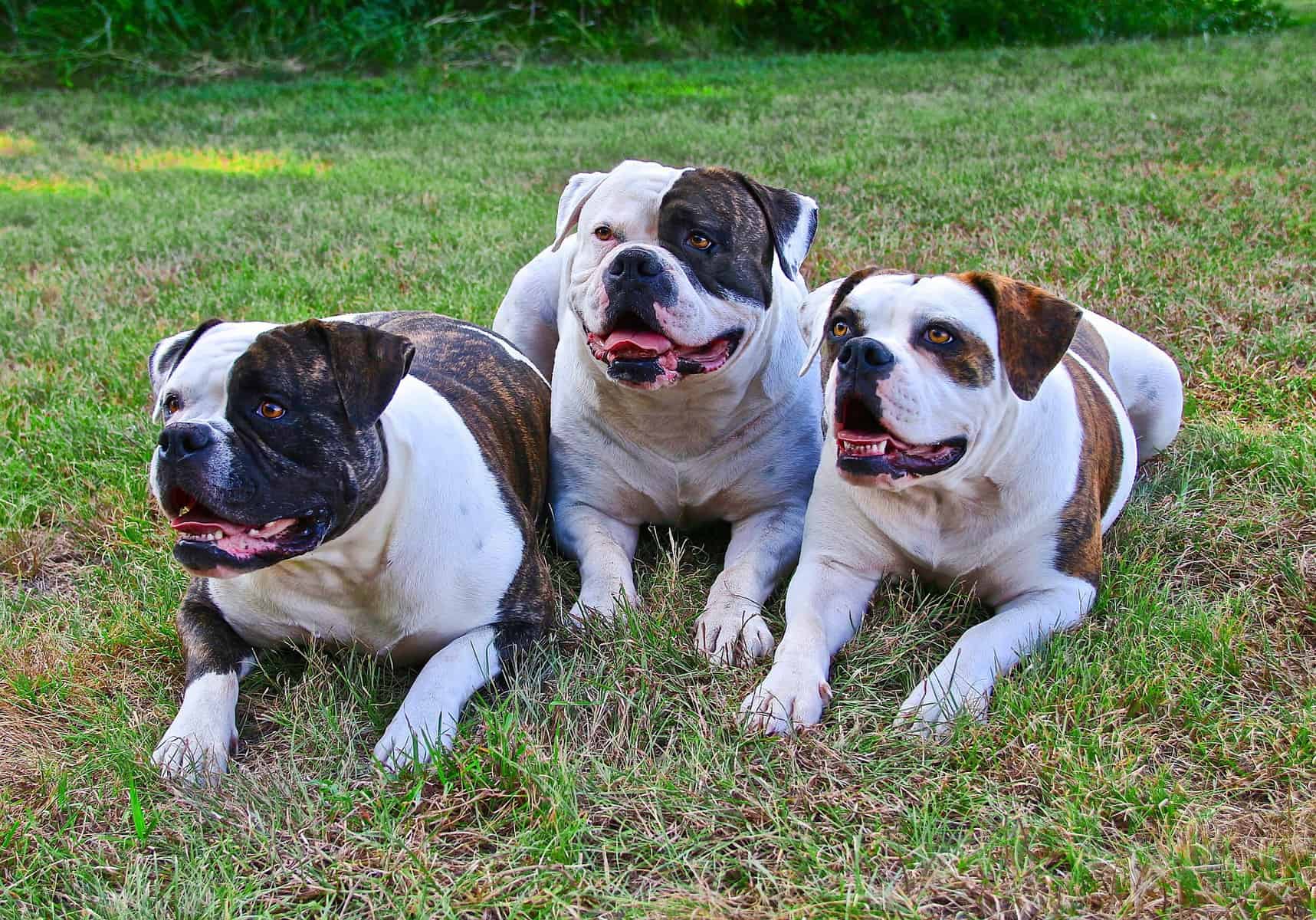 The Miniature English Bulldog Here’s Everything You Want To Know