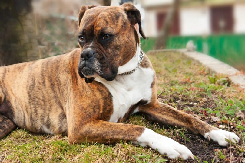 Boxer breed dog is lies looking on something