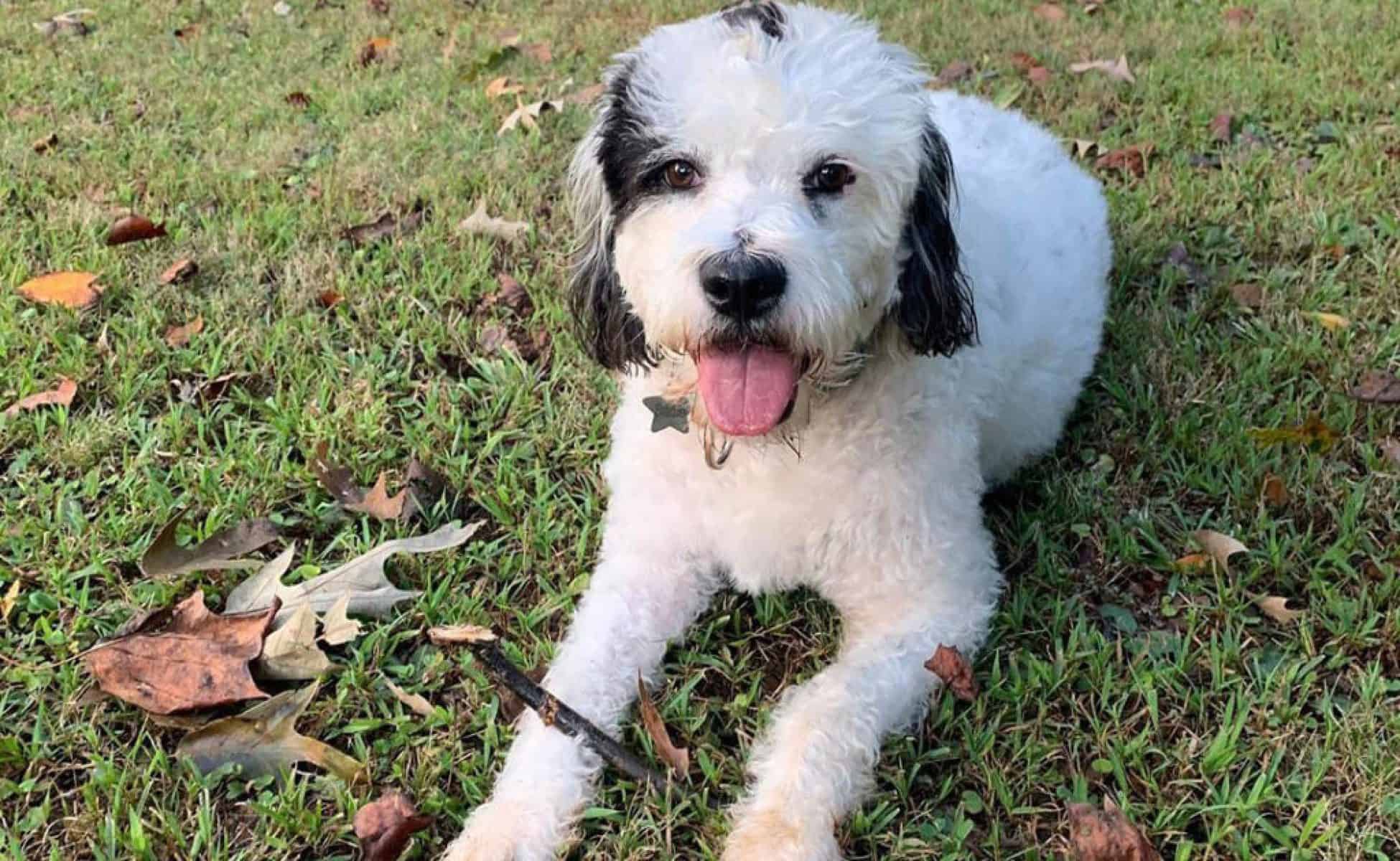 The Boxerdoodle (Boxer Poodle Mix) Is A Real Thing Is Your Mind Blown?