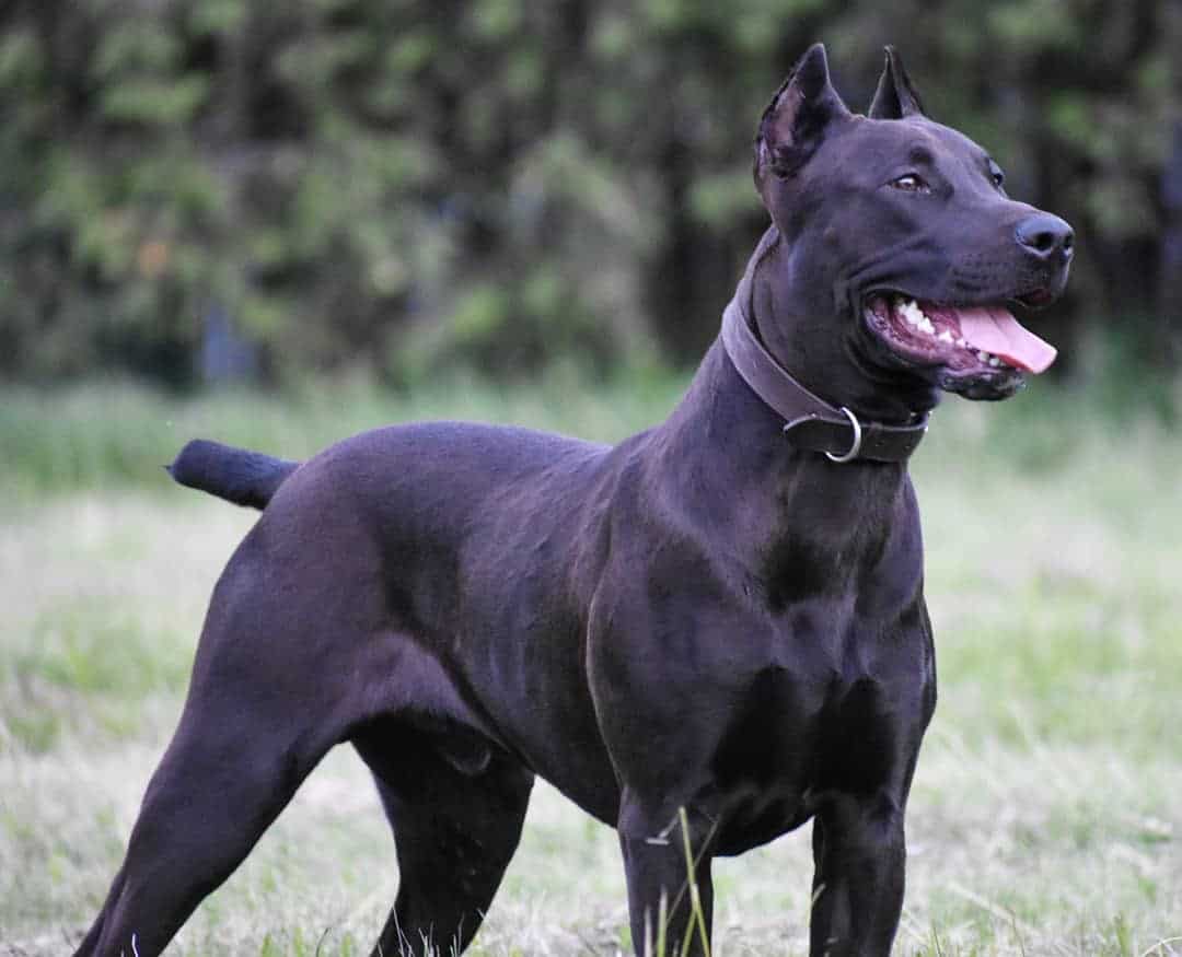 canis panther puppies for sale near me