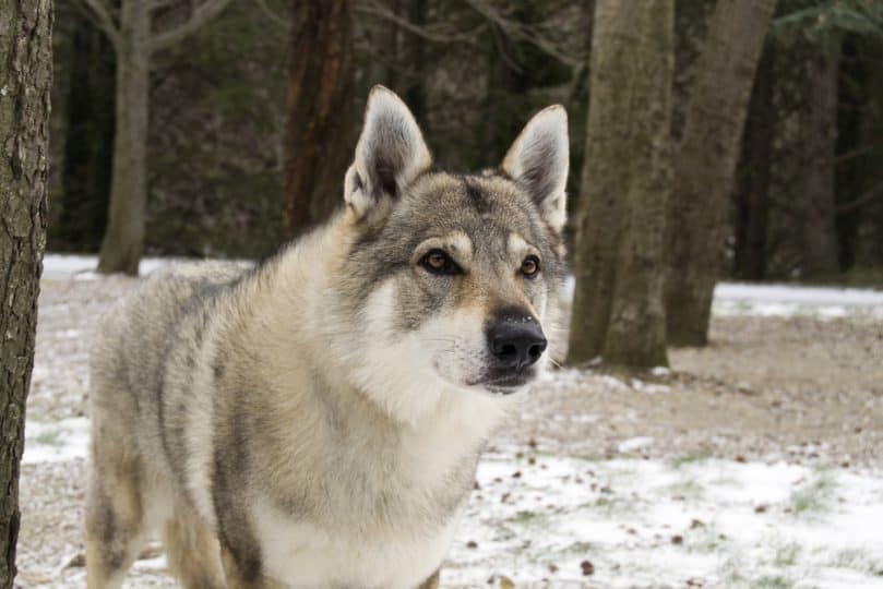 Portrait of a Czechoslovakian Wolfdog snow and trees in the background