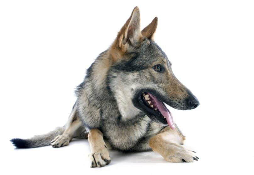Czechoslovakian Wolfdog in front of a white background