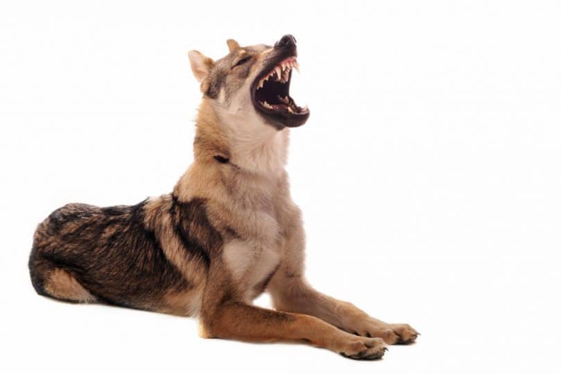 Czechoslovakian Wolfdog angry