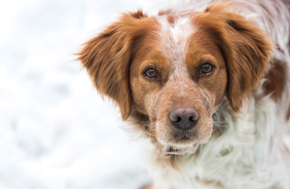 Meet The French Brittany The Ultimate Hunting Dog Animalso