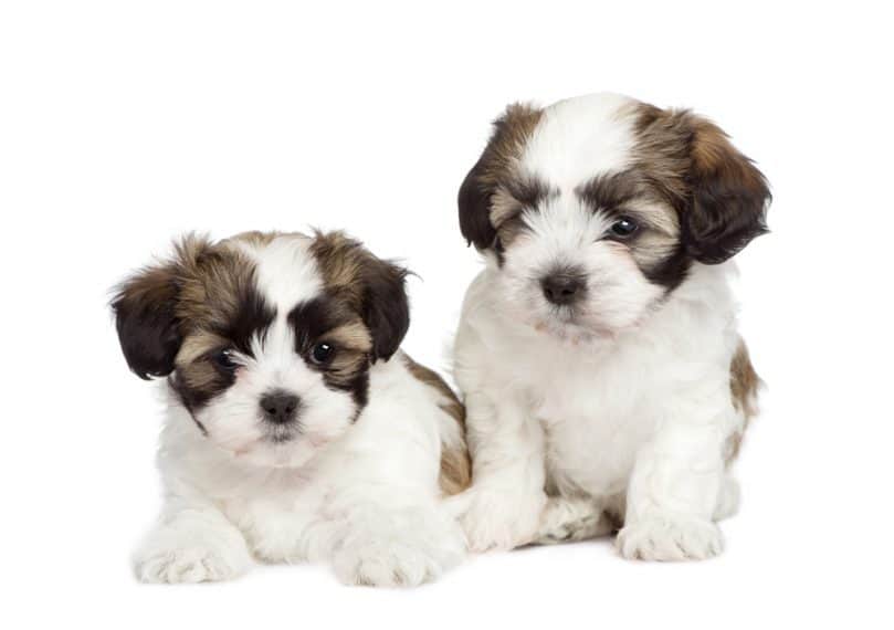 puppy mixed-Breed Dog between Shih Tzu and maltese dog (7 weeks) in front of a white background